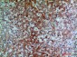 C7 Polyclonal Antibody